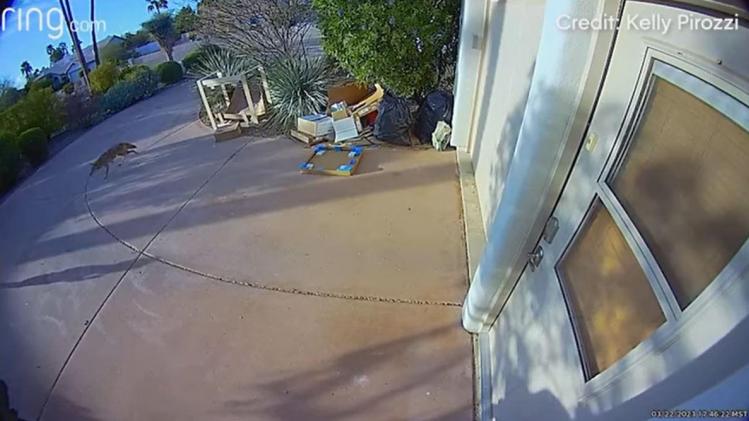 WTF. Coyote valt kleuter aan vlak voor ogen van moeder (video)